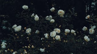 Horse Head &amp; YAWNS feat. Zubin – D.O.A.