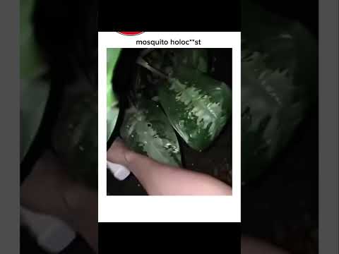 Bro just committed mosquito genocide 💀🦟 #MosquitoHunter #funny #funnyshorts #funny #FunnyShorts #LOL