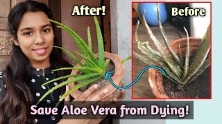 Revive Dying Aloe Vera Plant //Browning of Aloe Vera Plant// Save Aloe Vera Plant