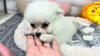 ハーフ犬の動画01