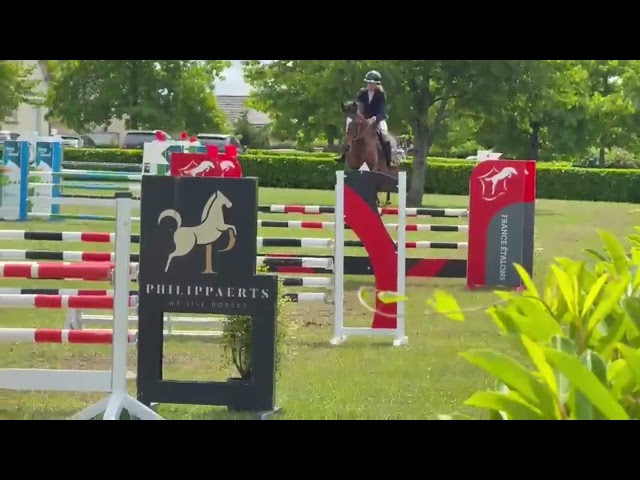 Hongre CSO - Sans faute 5 ans CC - Tous niveaux