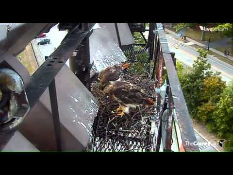 08112012_523PM EDT_Cornell Red-Tailed Hawks
