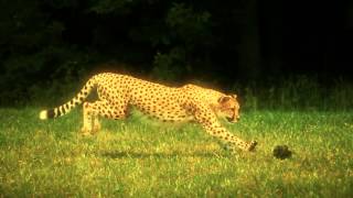 Daft Punk - Instant Crush ft. Julian Casablancas Cover by Estambre