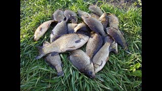 Ловля карася в кувшинке