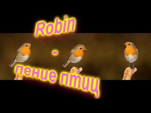 Robin - пение птиц