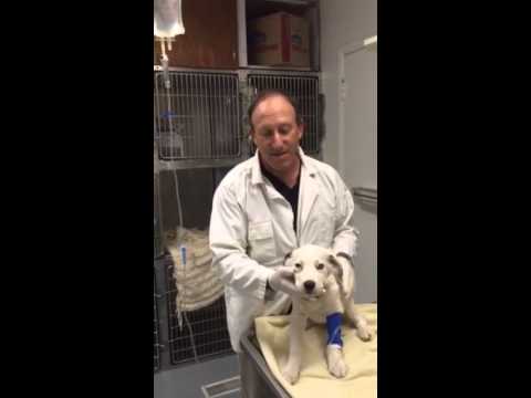 Dr. Matt Belman At Pet Stop Vet clinic