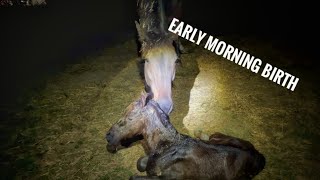 Episode 80 - Mare Giving Birth To A Huge Colt