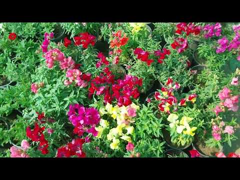 winter flower# Dogflower#Achalgreenempire