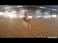 An Enchanting Dove APHA 2 year old mare for ...