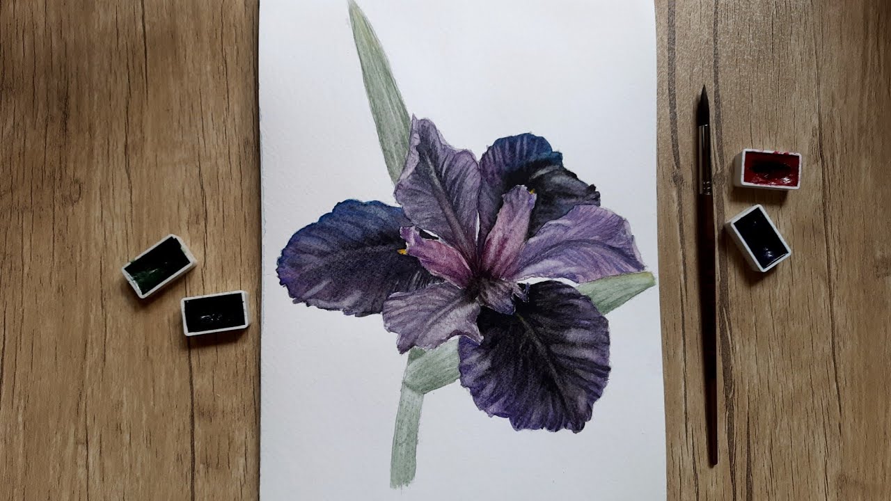 How to Paint Purple Iris Flower in Watercolor