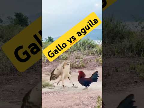Le fallo al águila #leyvafamilyvlog #gallos #águila #campo #rancho #pelea #viralshorttips #trending
