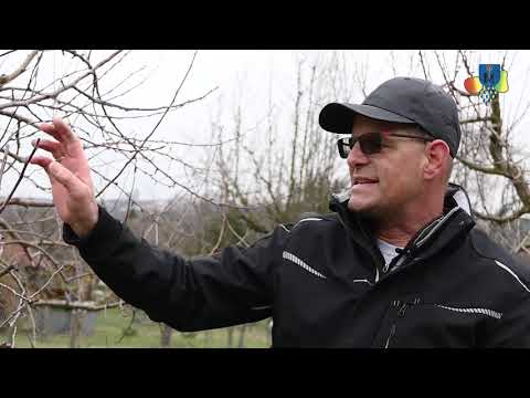 Schnittkurs/ Schnittunterweisung/Baumschnitt/ Obstbaumschnitt des OGV Münster