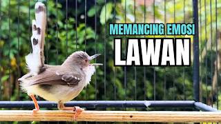 Download lagu suara burung CIBLEK GACOR NGEBREN variasi Pancingan Ciblek Semi, jadikan ciblek kristal gacor emosi mp3