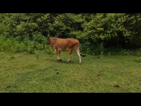 EP711-P1 - Kamusta na kaya ang Baka ni Pongloy?