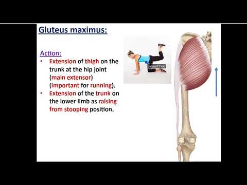 Muscles of the Gluteal region - Dr. Ahmed Farid