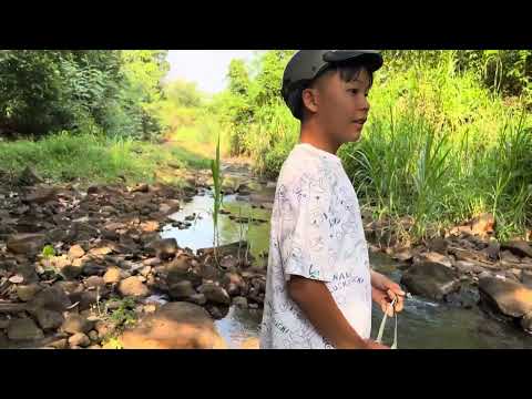 SLINGSHORT VN |Noon in the forest shooting birds | #slingshot #bamboo1 #slingshotvietnamese