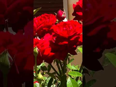 Manike #song #music #shortsfeed #rose #flowers #flower #garden #beauty #beautiful #love #nature