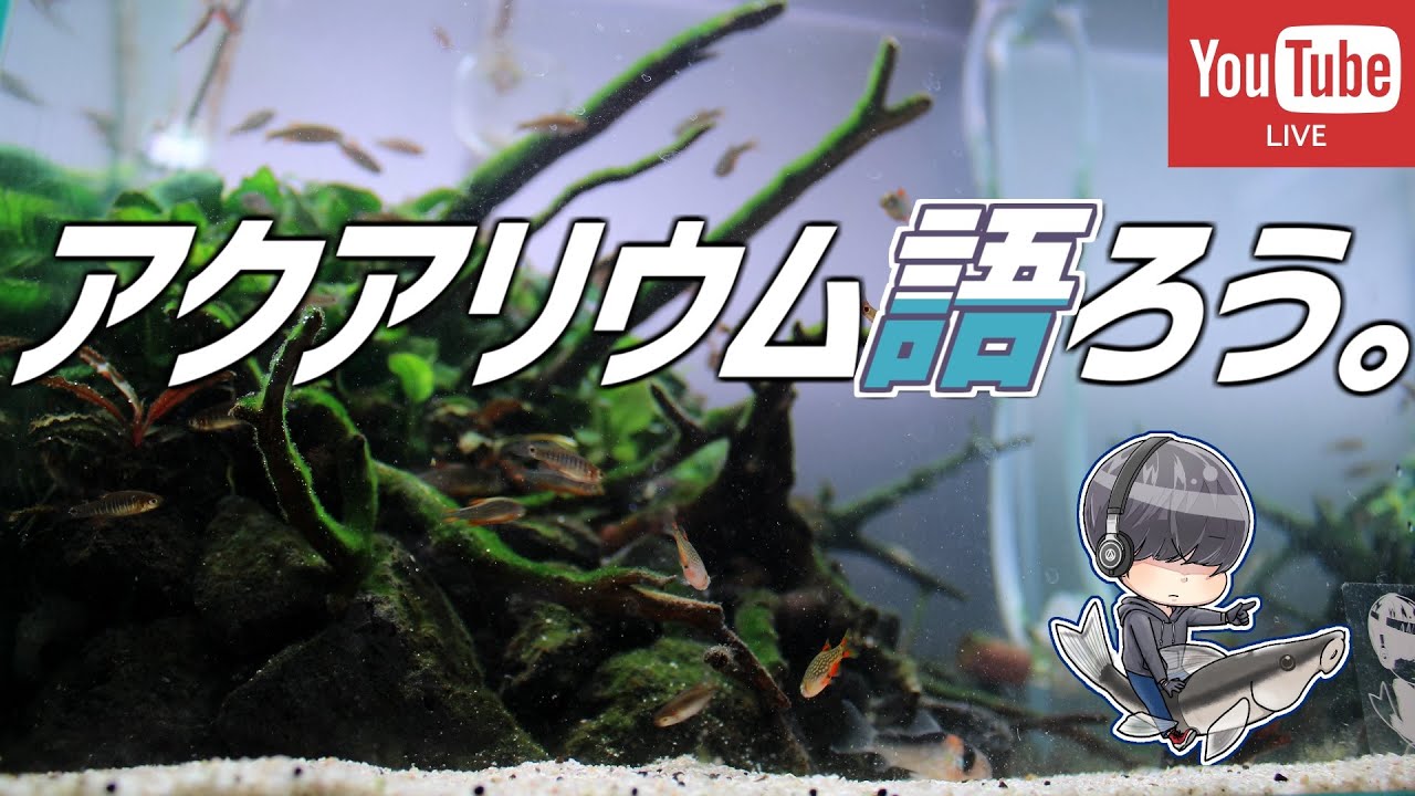 #284 新居のアクア部屋構想計画アクアリウム配信
