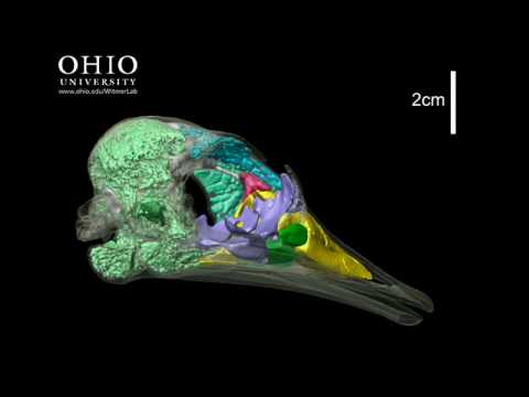 WitmerLab: ostrich brain, nasal cavity, and other air spaces - Yawing Animation