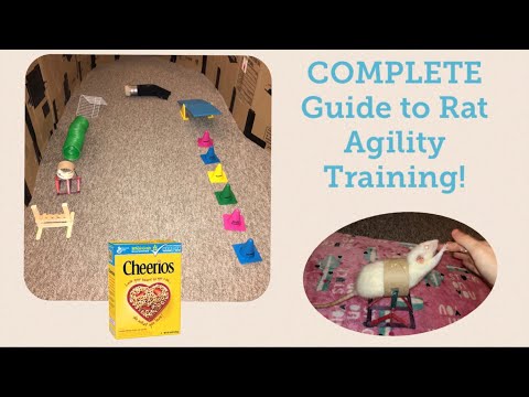 How to Train Your Rats Agility - In Depth Guide!