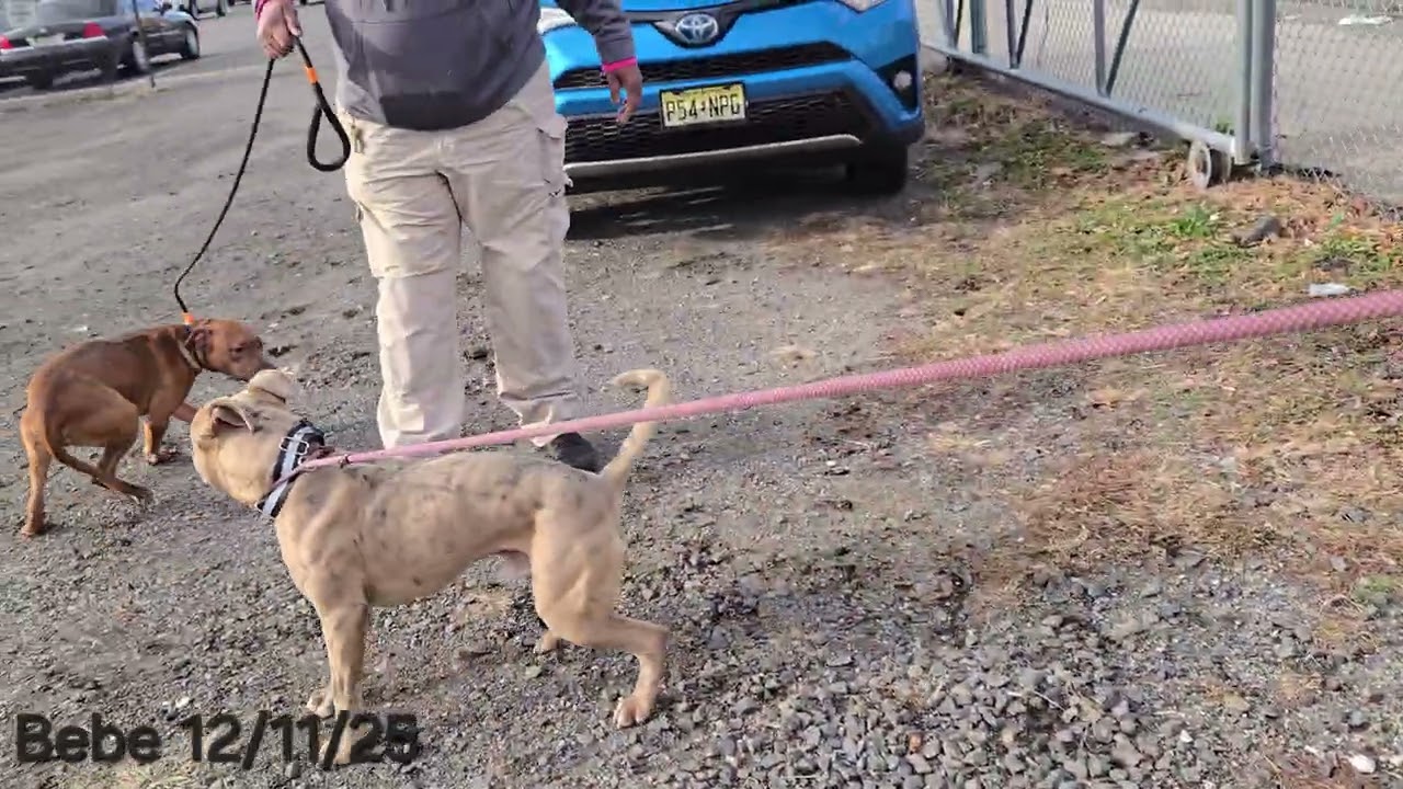 Enlarge Bebe, a ADOPTABLE Pit Bull Terrier in Trenton, NJ video 2/3