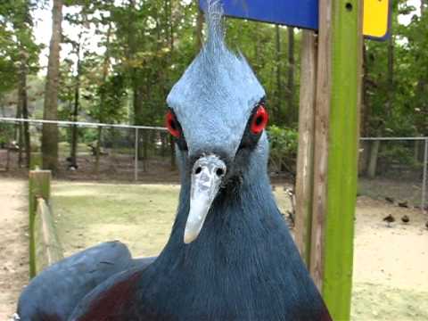 Paloma Coronada de Victoria (Goura victoria)