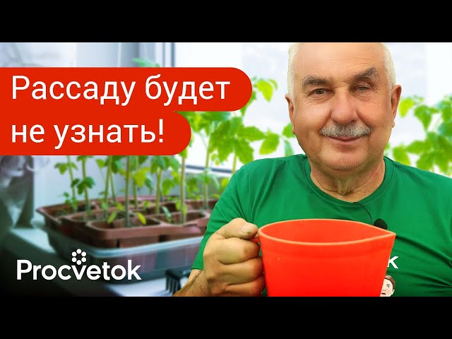 РАССАДА ИЗ ХИЛОЙ В ТОЛСТЕНЬКУЮ ЗА 3 ДНЯ! Чем подкормить рассаду для мощных корней и толстых стеблей