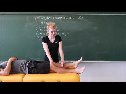 Kennmuskeln der unteren Extremität