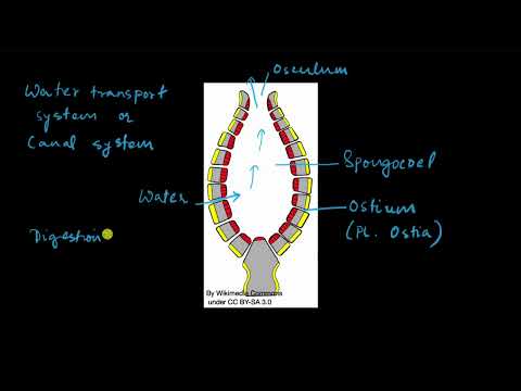 Phylum Porifera | Animal kingdom | Biology | Khan Academy