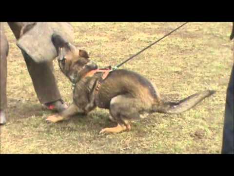 Kimberly z Jukasu - protection training - 6 months