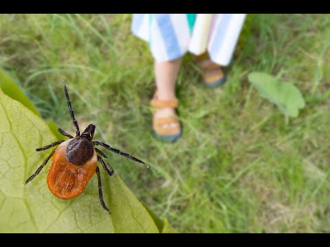 Tech Talk: All About Ticks