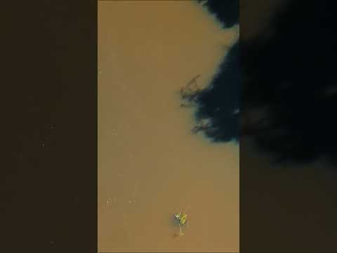 Rio Alegre  #matogrosso #paisagemnatural #aventura #dji #ponteselacerda