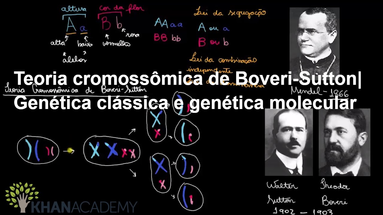 Teoria cromossômica de Boveri-Sutton| Genética clássica e genética molecular| Biologia| Khan Academy