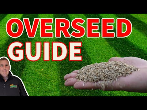 Beginners guide to overseeding a lawn and everything you need to get it RIGHT