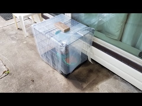 Keeping birds out of cat food