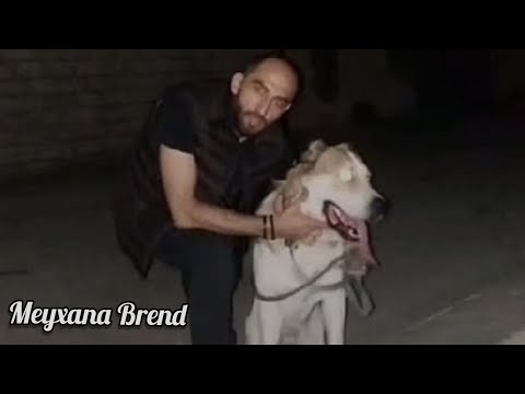 Ya bilənginə baxıram ya dişinnən bilirəm: Vüqar Biləcəri