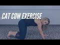 Cat Cow Exercise (Cat Camel) - CORE Chiropractic Exercises