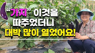 가지 순치기 이렇게 해주었더니 대박 많이 달렸습니다 가지재배 가지농사 가지키우기 - the cultivati…