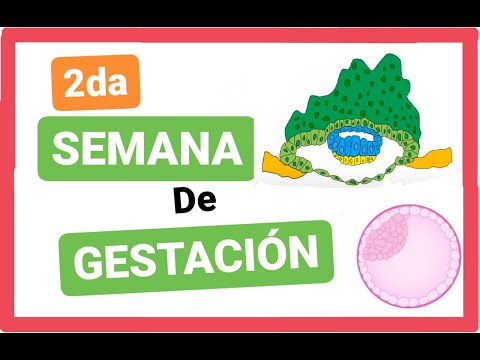 ✅SECOND (2nd) WEEK of EMBRYONIC DEVELOPMENT: Bilaminar Germination Disc | EMBRYOLOGY (Class 4)