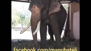 preview picture of video 'Amazing safari Elephants of Raja Ji National Park. Mast Video.'