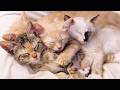 8 HOURS Of Purring Kittens ASMR For Relaxation Sleep Comforting Cats