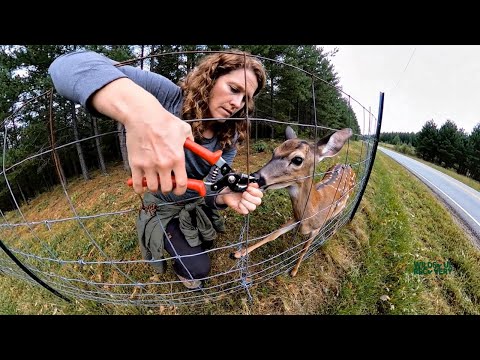 A Wild Animal Rescue That Took 17 Failed Attempts Before Success