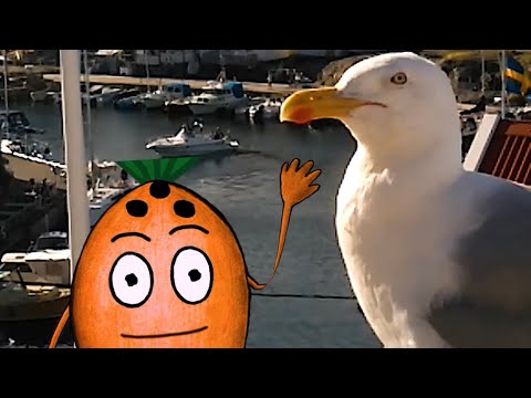 I swing my nuts with my friend Seagull 🥰🥥🌴☀️💃🇸🇪