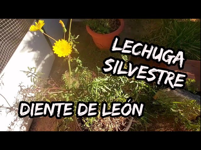 Vídeo relacionado con ZOMA Mezcla de semillas para tortugas de tierra, 6 hierbas con diente de león, trébol y lechuga, nutrición óptima para tortugas de tierra (1 bolsa de 15 g)
