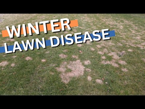 WINTER LAWN DISEASE/FUNGUS - how to treat it!