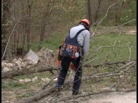 Basic Training for Ground Operations in Tree Care