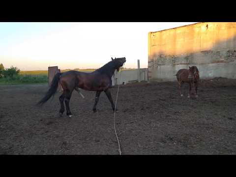 К жеребцу привели кобылу из соседнего села!