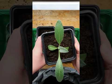 Plantera om Kronärtskocka