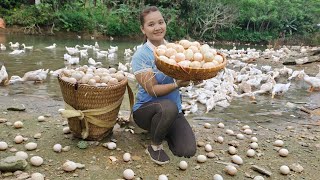 Harvest Duck Eggs Go To Market Sell - Taking care of Pets, Gardening, Cooking | Building New Life