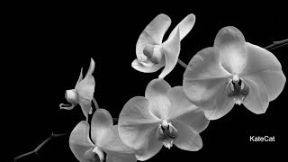 Rachael Yamagata - Meet Me By The Water